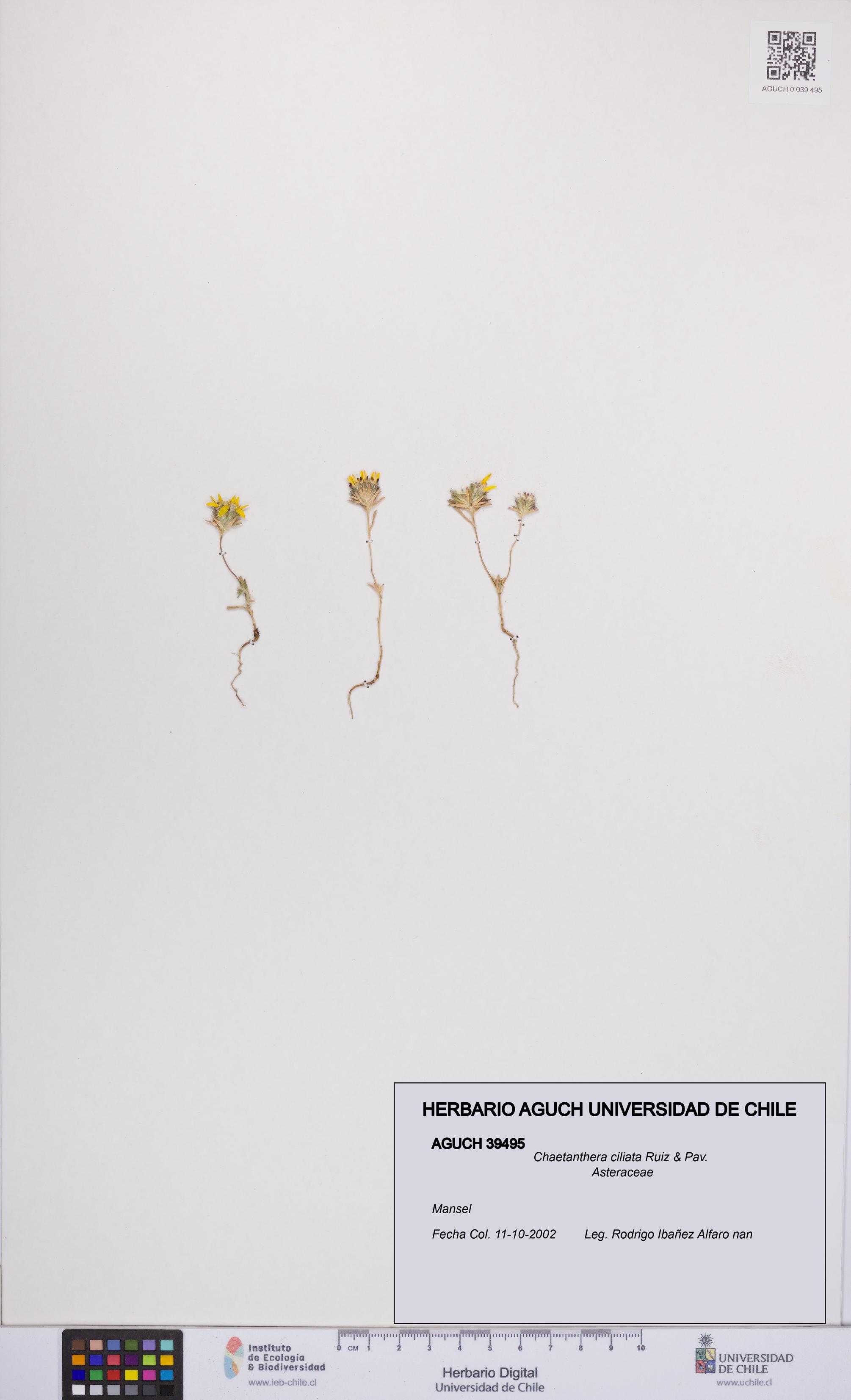 Chaetanthera ciliata [Espécimen: UCH:AGUCH:0039495]