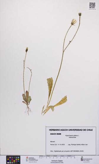 Hypochaeris glabra [Espécimen: UCH:AGUCH:0039496]