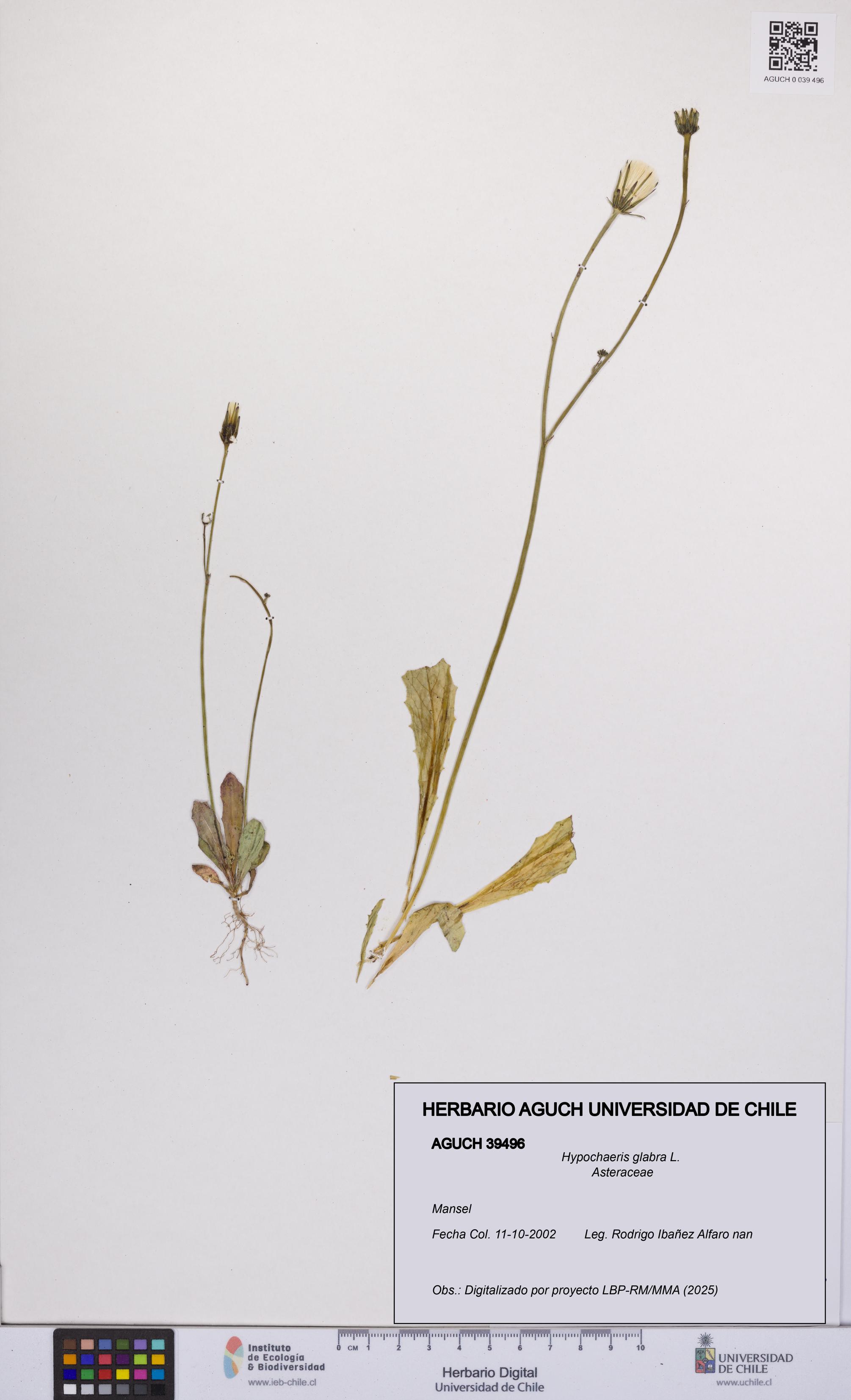 Hypochaeris glabra [Espécimen: UCH:AGUCH:0039496]