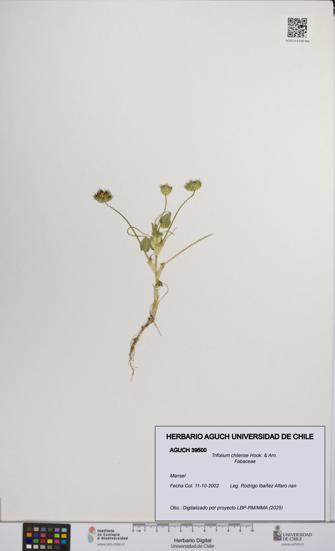 Trifolium chilense [Espécimen: UCH:AGUCH:0039500]