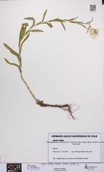 Pseudognaphalium cabrerae [Espécimen: UCH:AGUCH:0039521]
