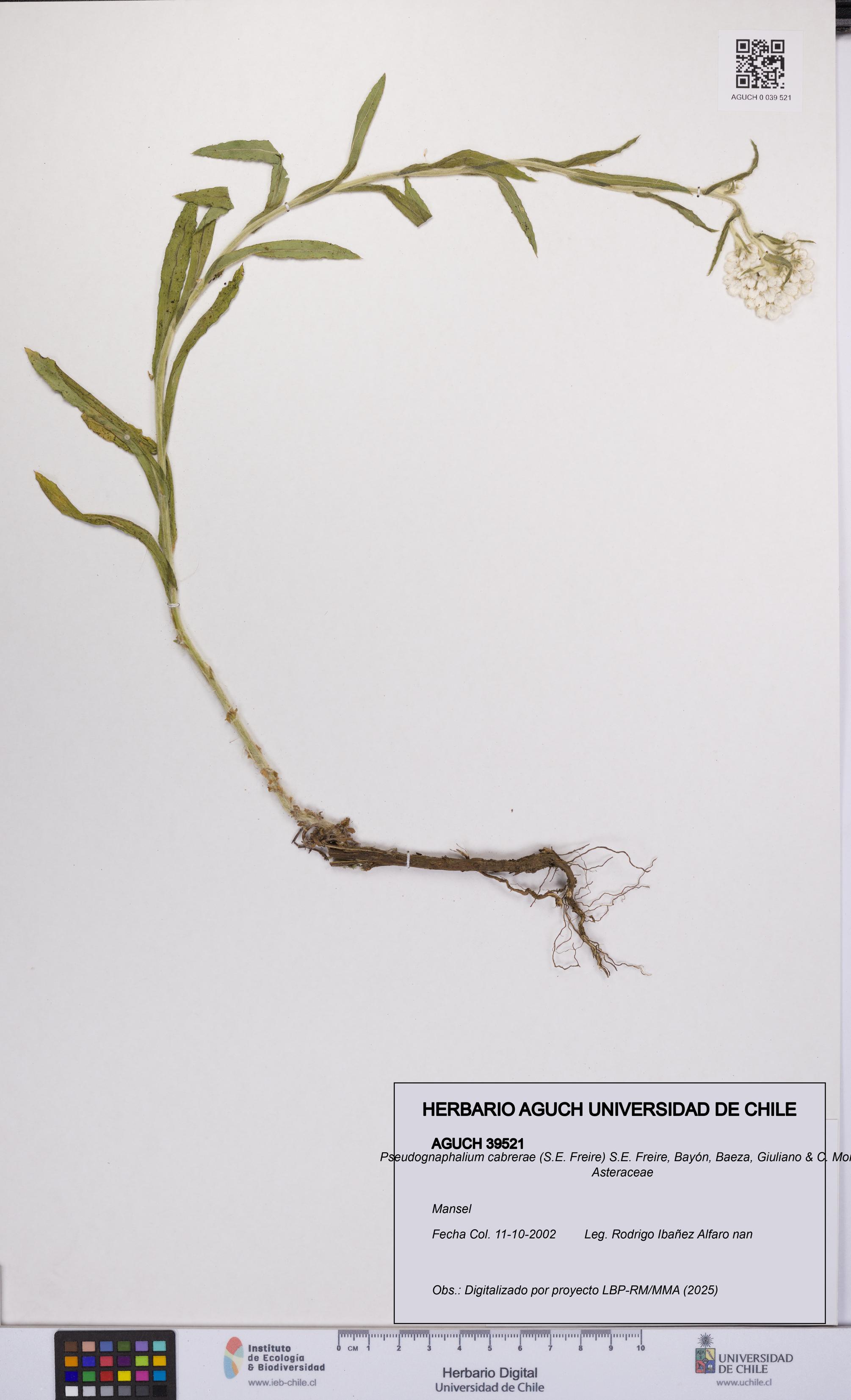 Pseudognaphalium cabrerae [Espécimen: UCH:AGUCH:0039521]