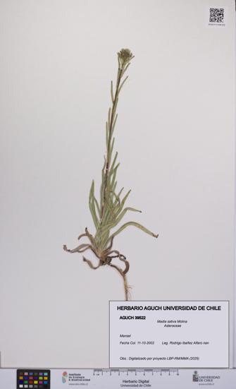 Madia sativa [Espécimen: UCH:AGUCH:0039522]