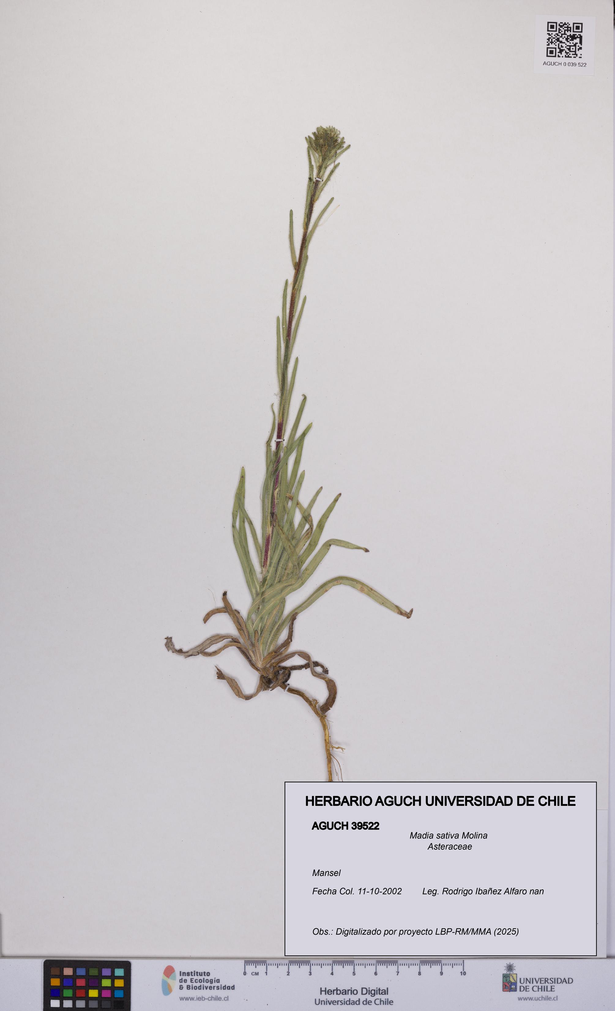Madia sativa [Espécimen: UCH:AGUCH:0039522]