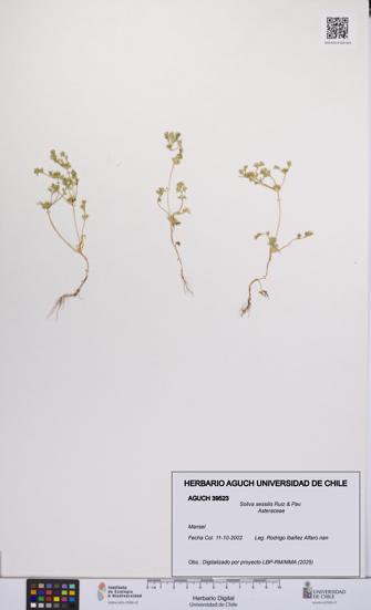 Soliva sessilis [Espécimen: UCH:AGUCH:0039523]