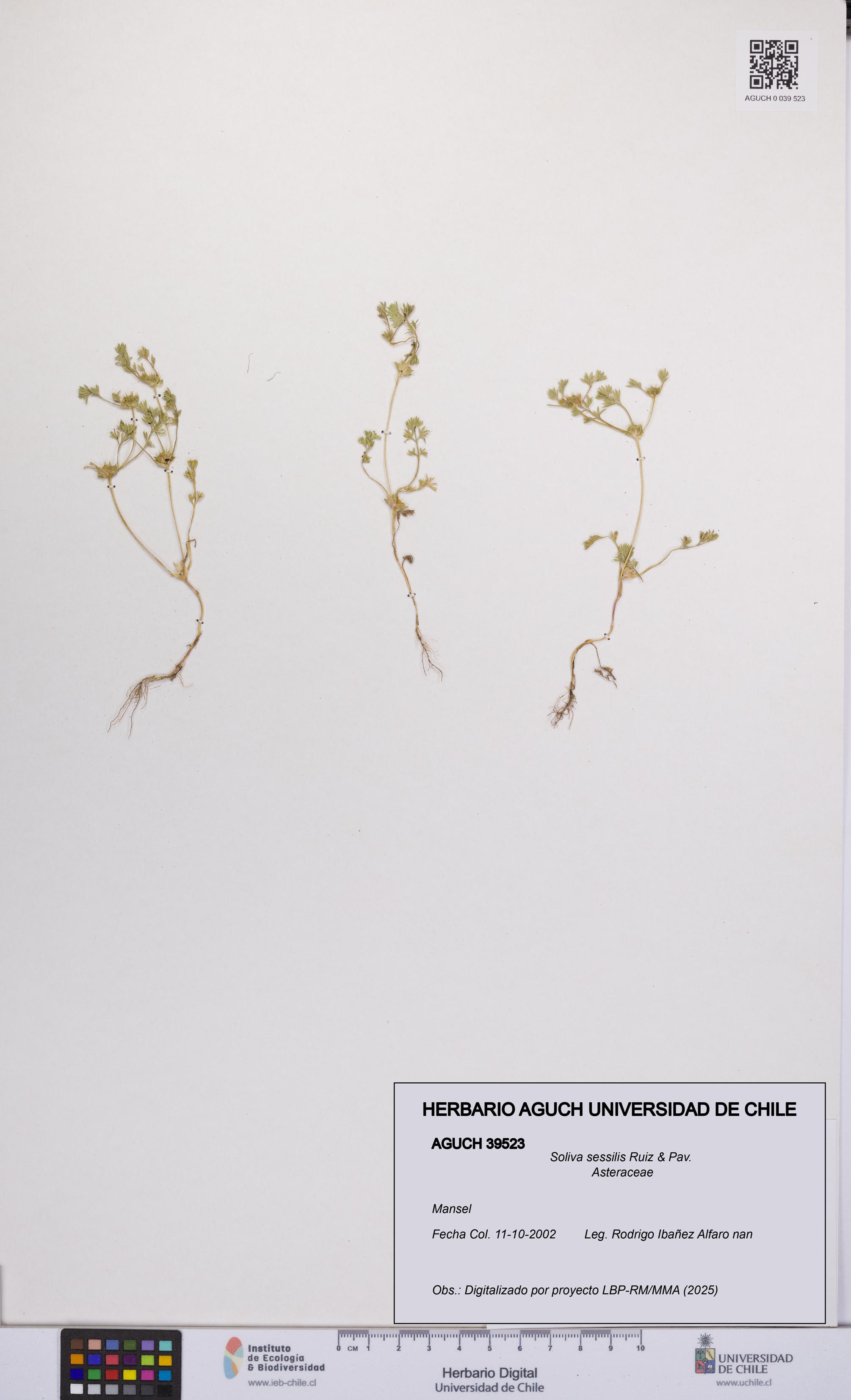 Soliva sessilis [Espécimen: UCH:AGUCH:0039523]