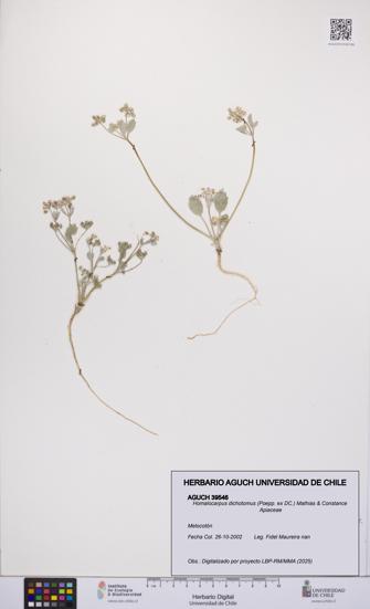 Homalocarpus dichotomus [Espécimen: UCH:AGUCH:0039546]