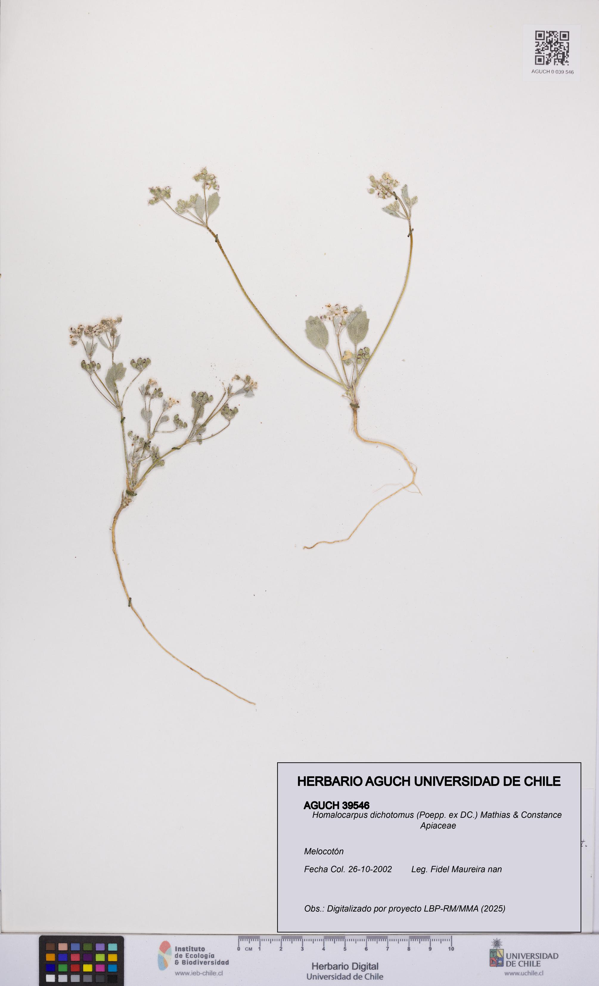 Homalocarpus dichotomus [Espécimen: UCH:AGUCH:0039546]