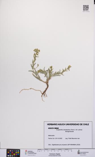 Cryptantha clandestina [Espécimen: UCH:AGUCH:0039548]