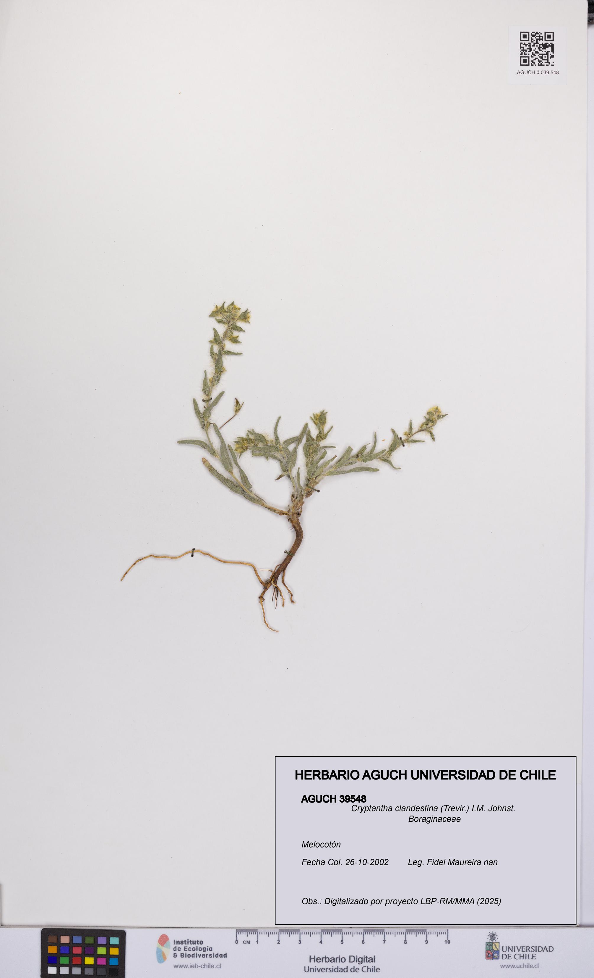 Cryptantha clandestina [Espécimen: UCH:AGUCH:0039548]