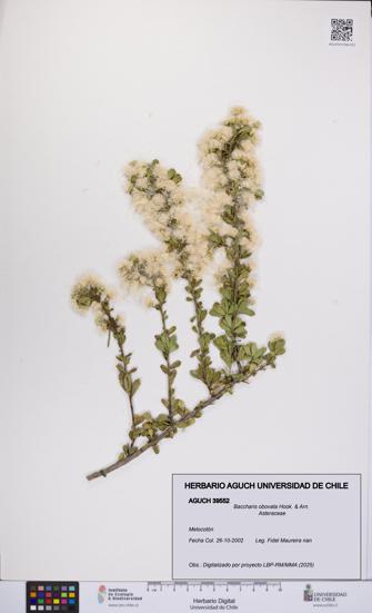 Baccharis obovata [Espécimen: UCH:AGUCH:0039552]