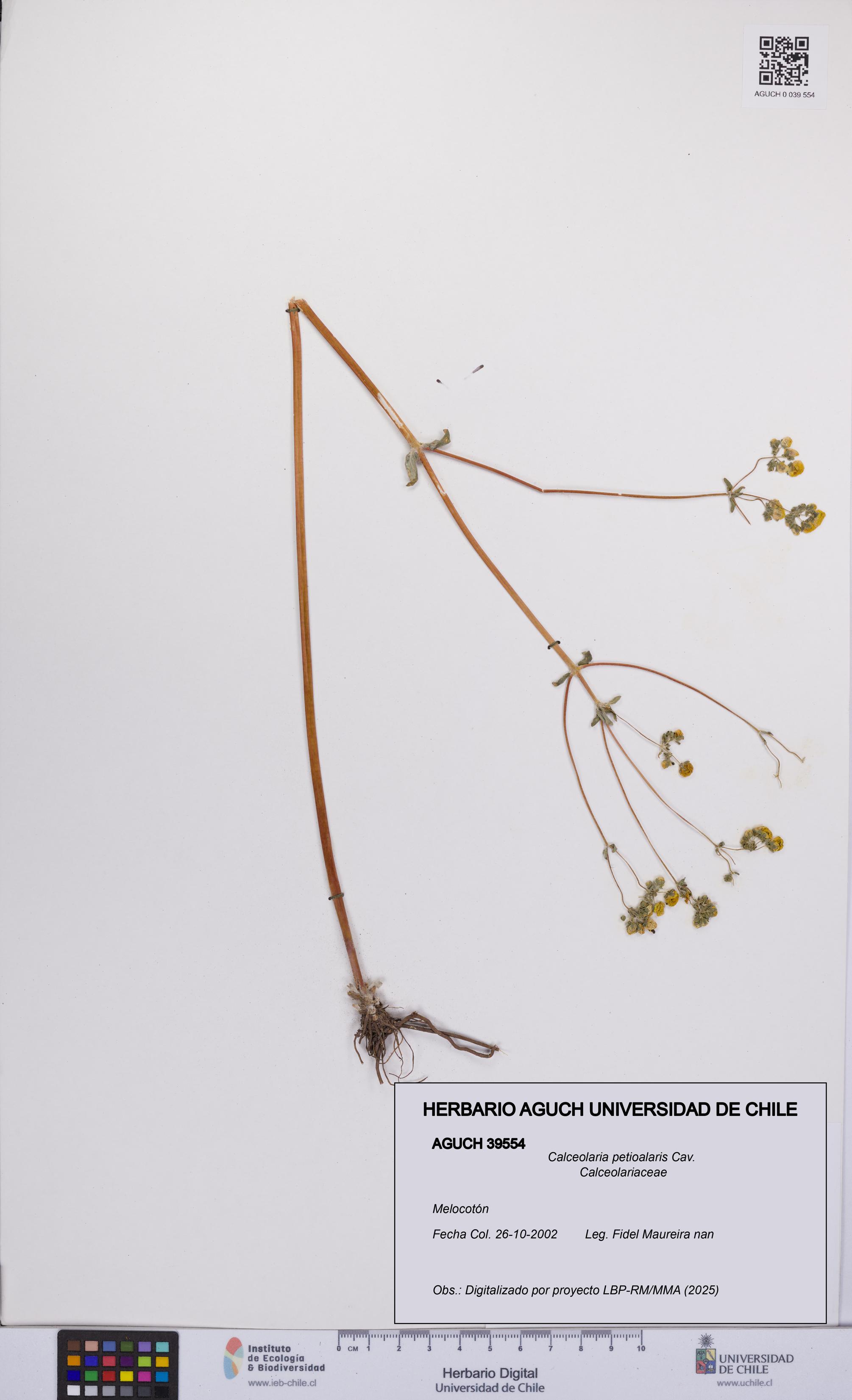 Calceolaria petioalaris [Espécimen: UCH:AGUCH:0039554]