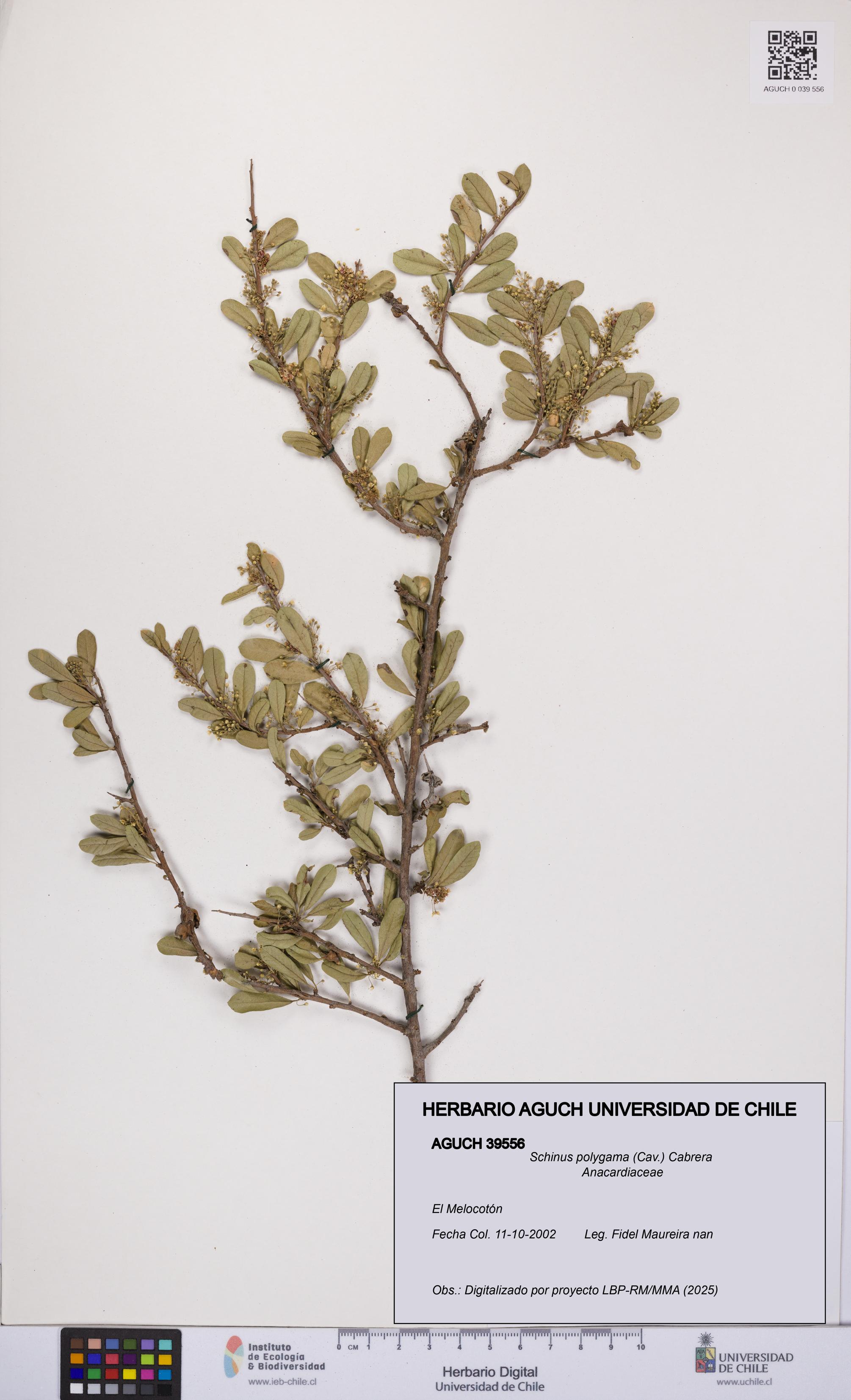 Schinus polygama [Espécimen: UCH:AGUCH:0039556]