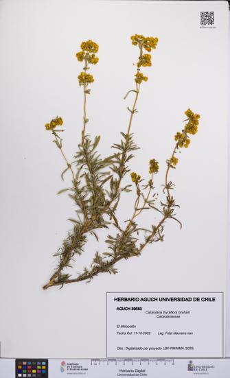 Calceolaria thyrsiflora [Espécimen: UCH:AGUCH:0039563]