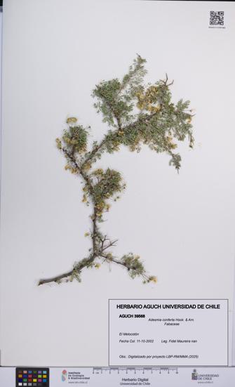 Adesmia conferta [Espécimen: UCH:AGUCH:0039568]