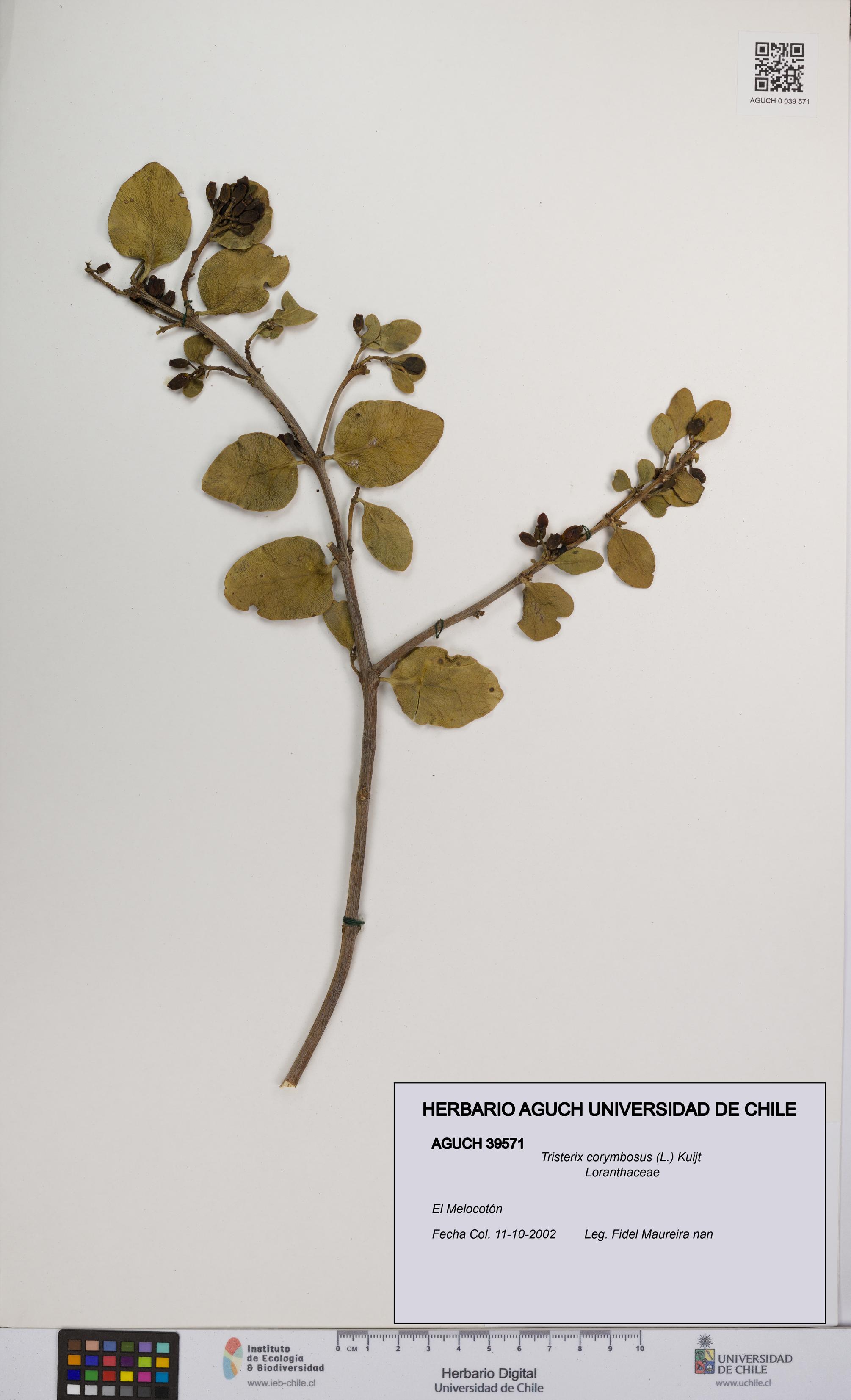 Tristerix corymbosus [Espécimen: UCH:AGUCH:0039571]