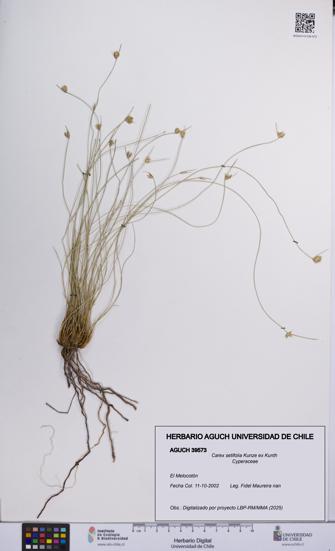 Carex setifolia [Espécimen: UCH:AGUCH:0039573]