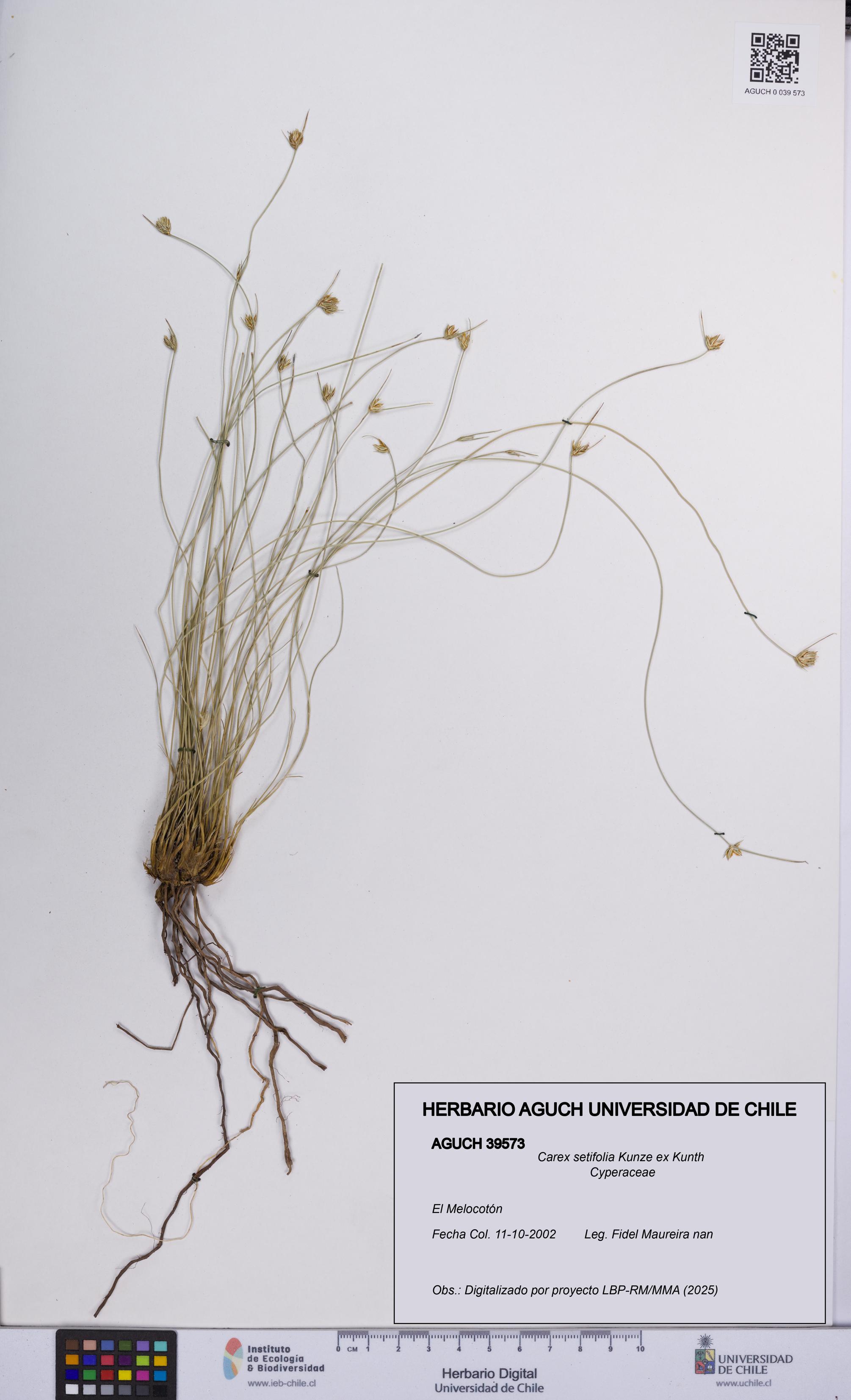 Carex setifolia [Espécimen: UCH:AGUCH:0039573]