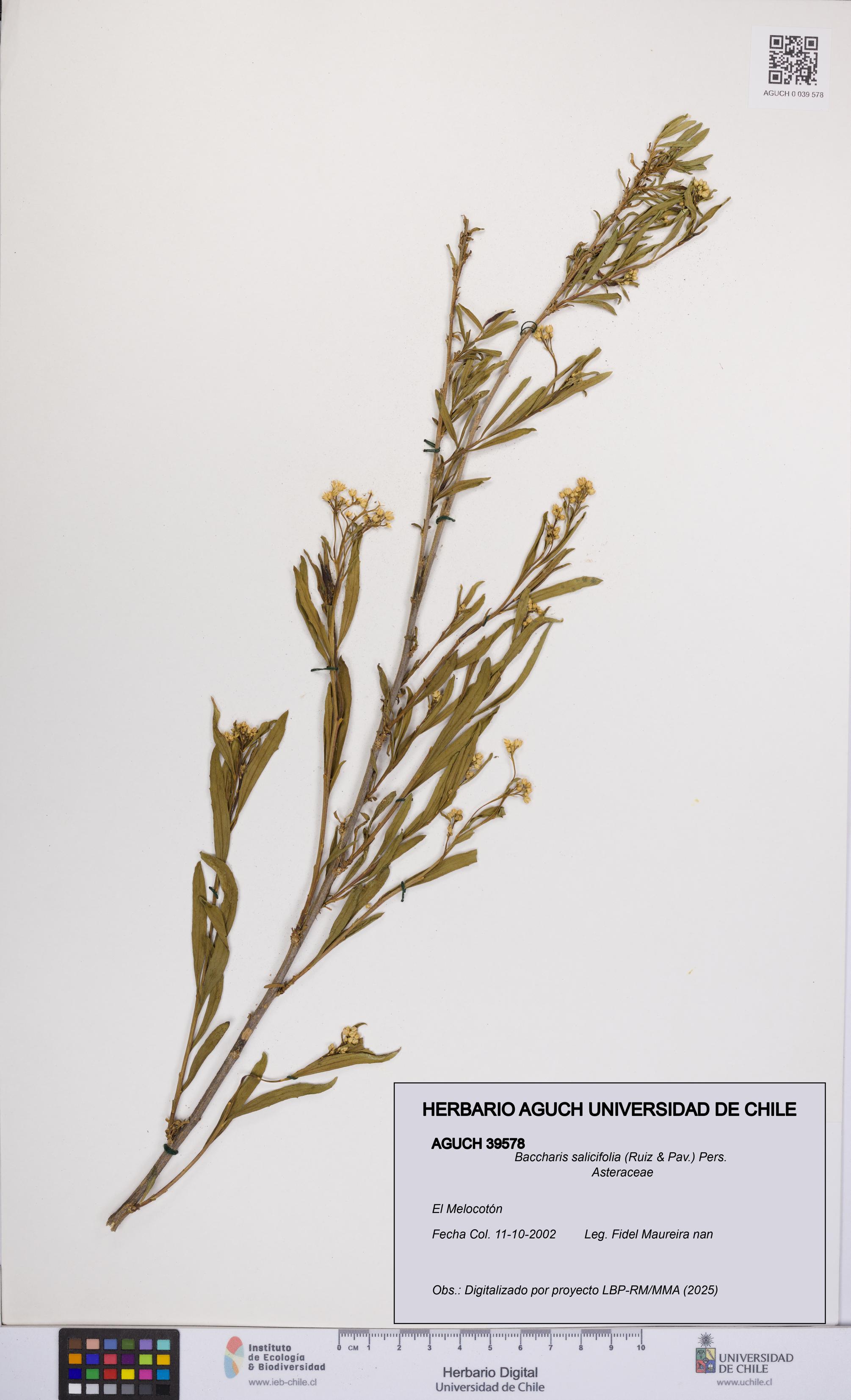Baccharis salicifolia [Espécimen: UCH:AGUCH:0039578]