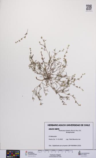 Pectocarya linearis [Espécimen: UCH:AGUCH:0039579]