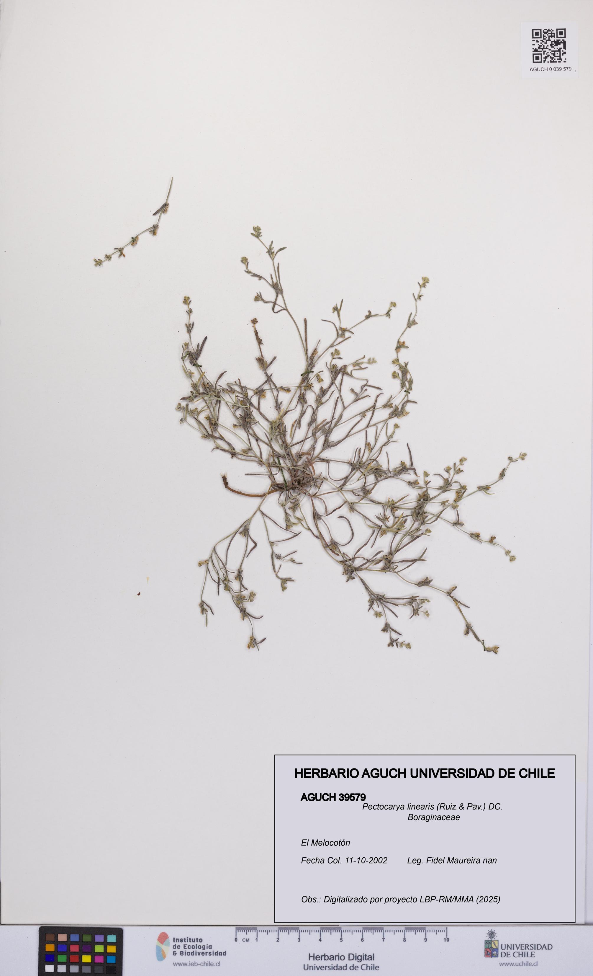 Pectocarya linearis [Espécimen: UCH:AGUCH:0039579]