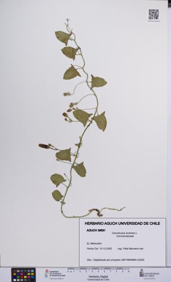 Convolvulus arvensis [Espécimen: UCH:AGUCH:0039591]