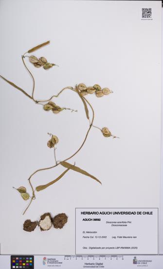 Dioscorea acerifolia [Espécimen: UCH:AGUCH:0039592]