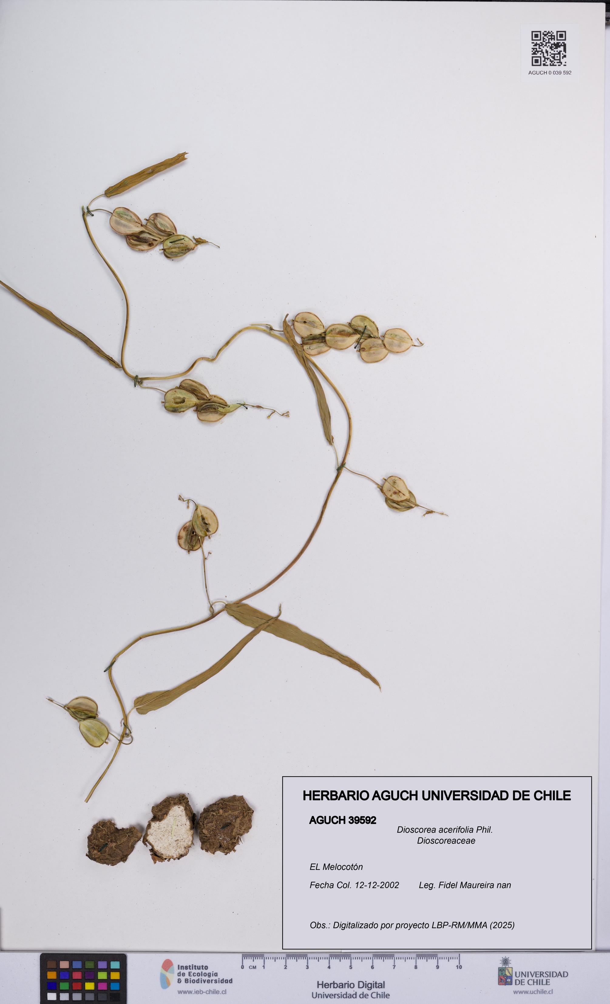 Dioscorea acerifolia [Espécimen: UCH:AGUCH:0039592]