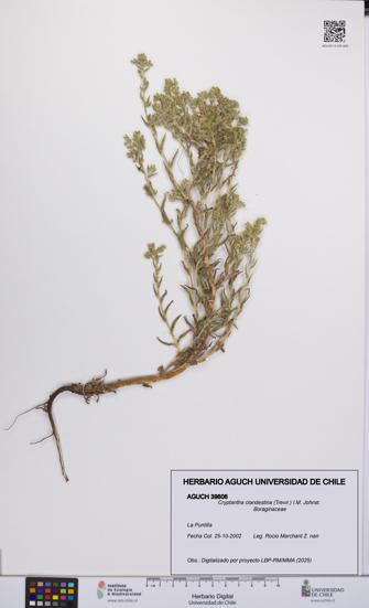 Cryptantha clandestina [Espécimen: UCH:AGUCH:0039606]