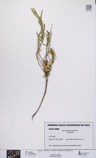 Baccharis paniculata [Espécimen: UCH:AGUCH:0039608]