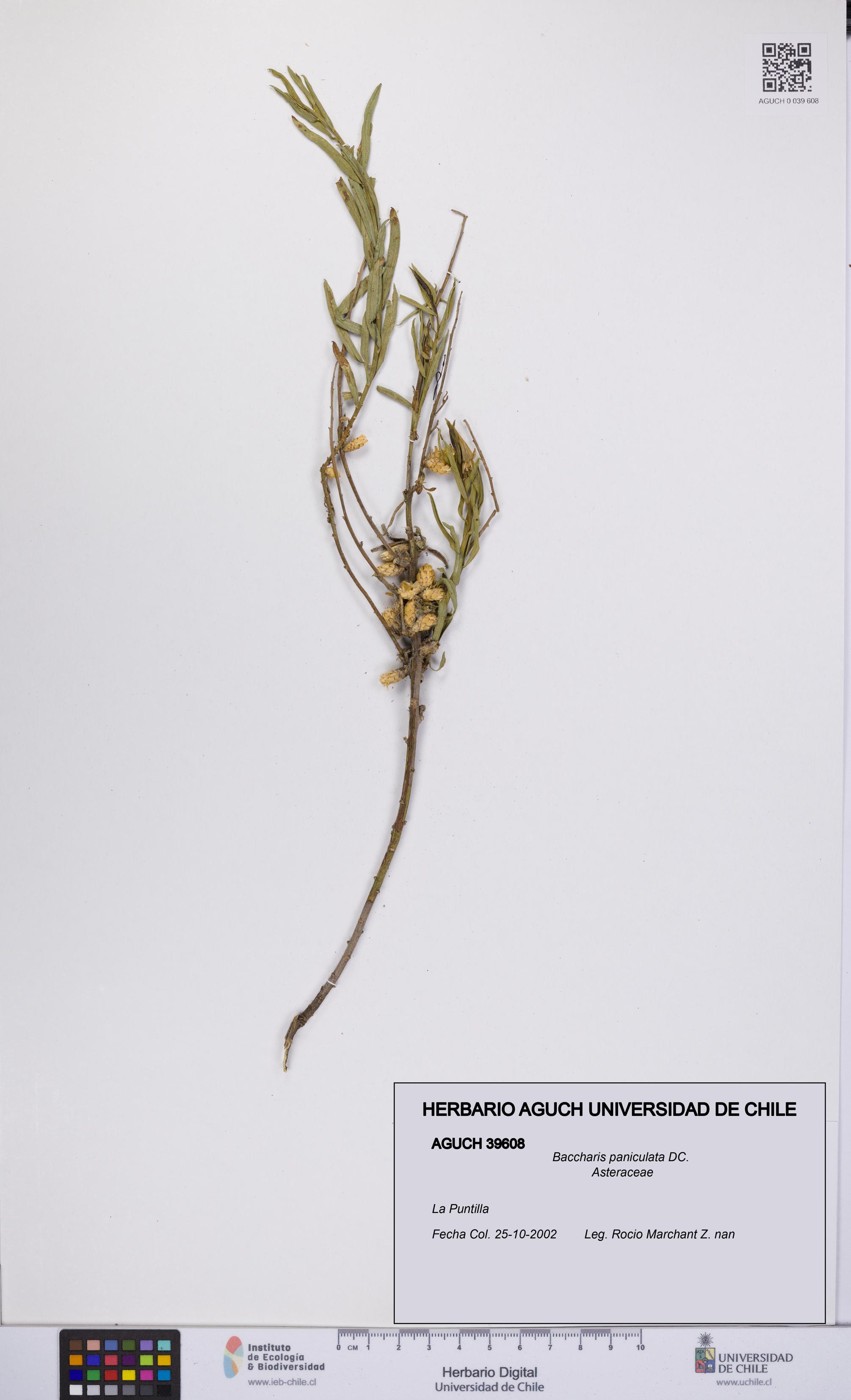 Baccharis paniculata [Espécimen: UCH:AGUCH:0039608]