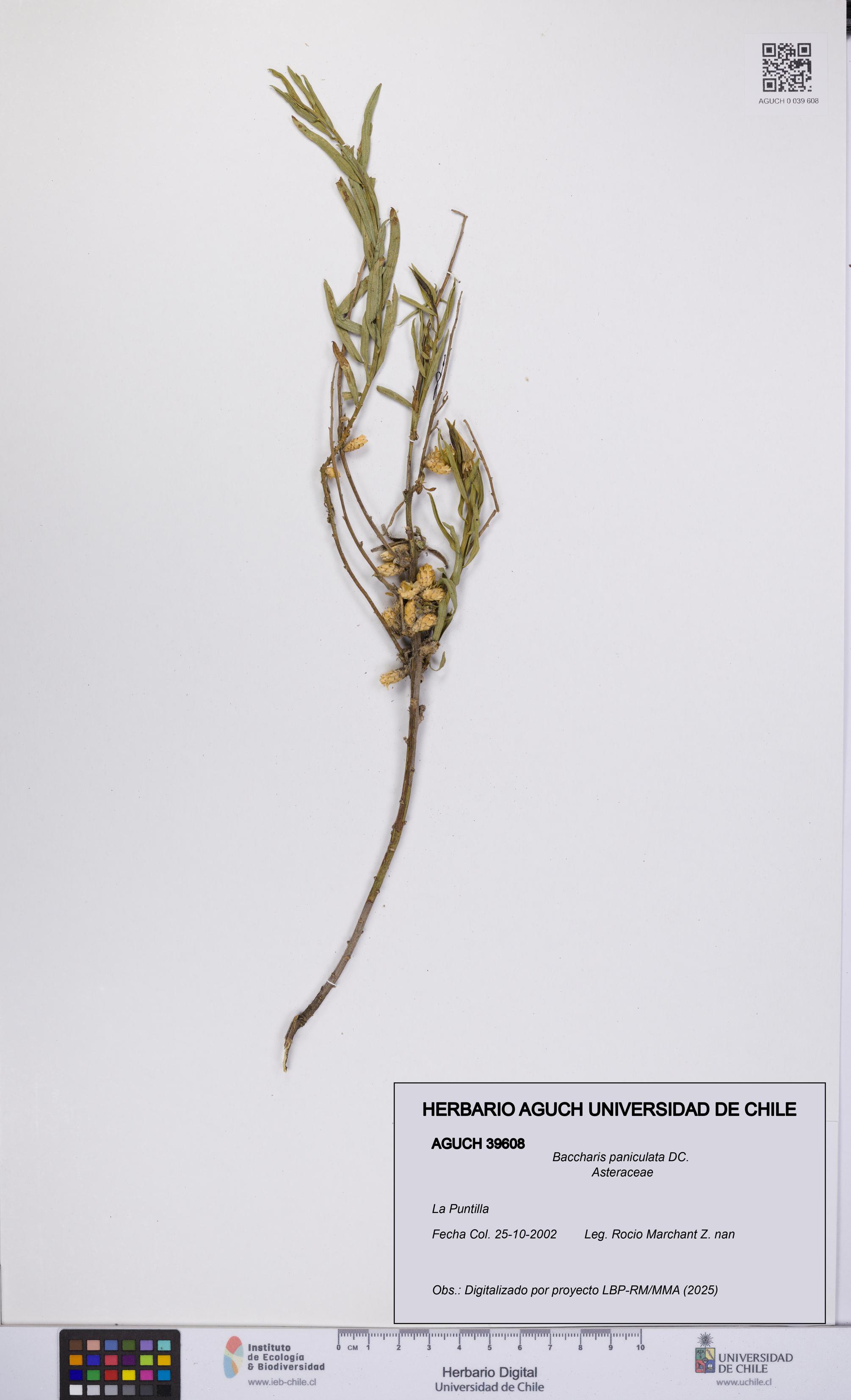 Baccharis paniculata [Espécimen: UCH:AGUCH:0039608]