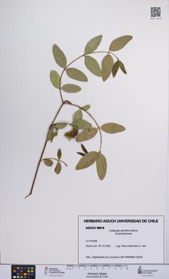 Colliguaja odorifera [Espécimen: UCH:AGUCH:0039618]