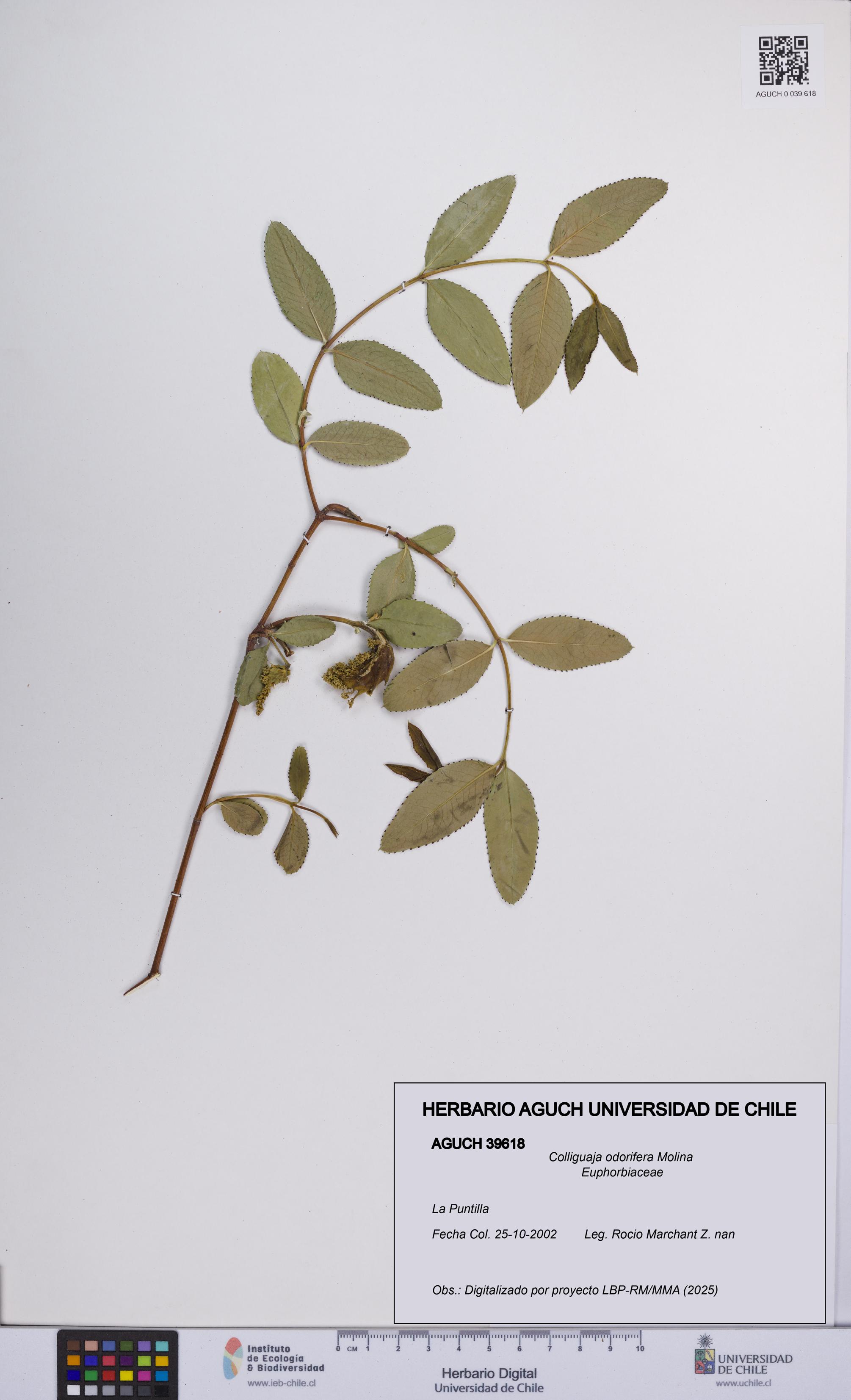 Colliguaja odorifera [Espécimen: UCH:AGUCH:0039618]