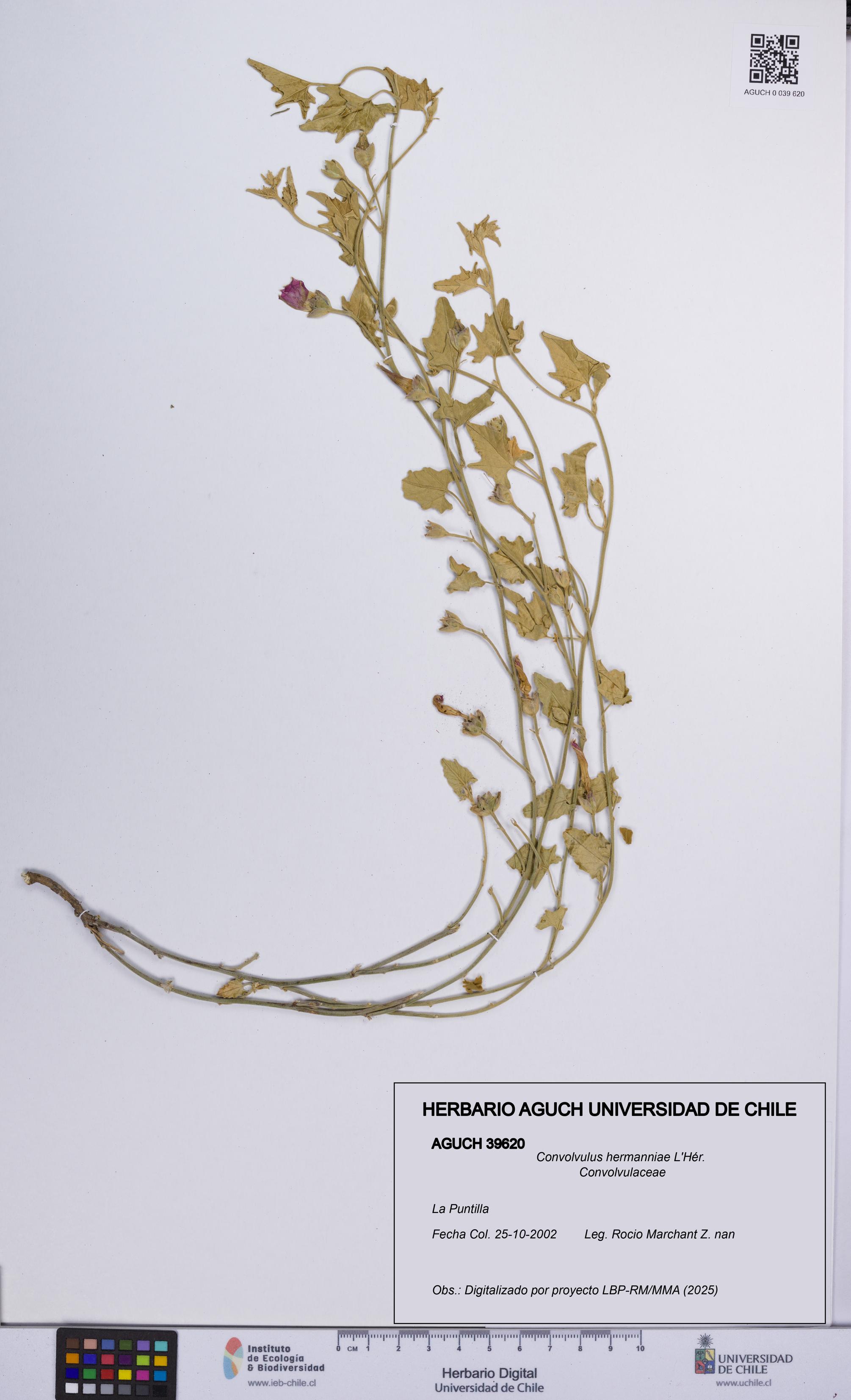 Convolvulus hermanniae [Espécimen: UCH:AGUCH:0039620]