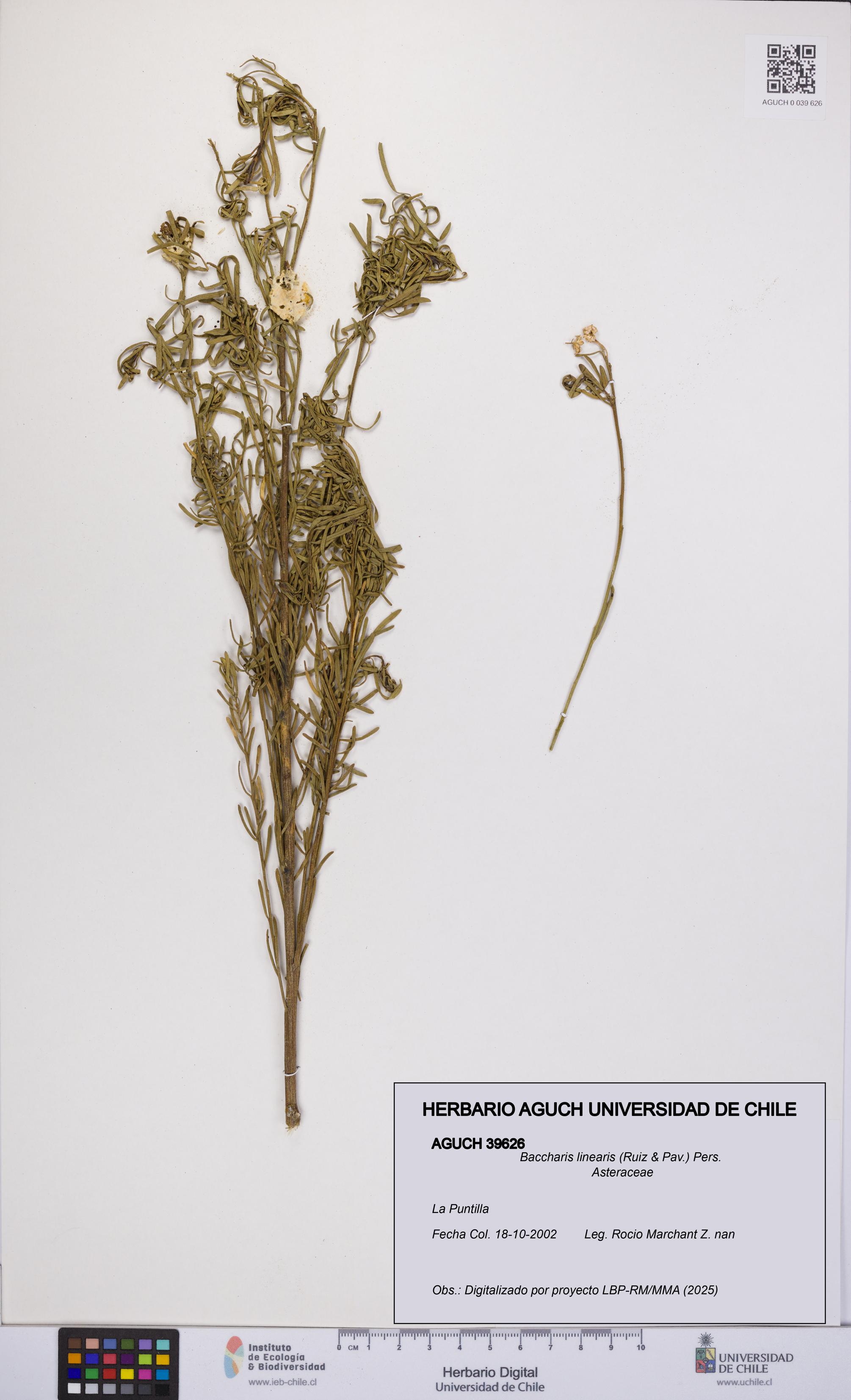 Baccharis linearis [Espécimen: UCH:AGUCH:0039626]