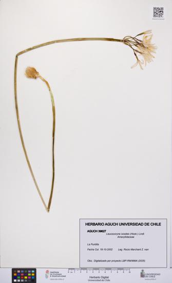 Leucocoryne ixioides [Espécimen: UCH:AGUCH:0039627]