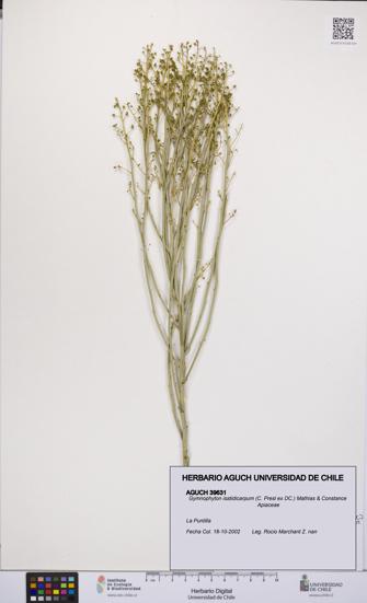 Gymnophyton isatidicarpum [Espécimen: UCH:AGUCH:0039631]