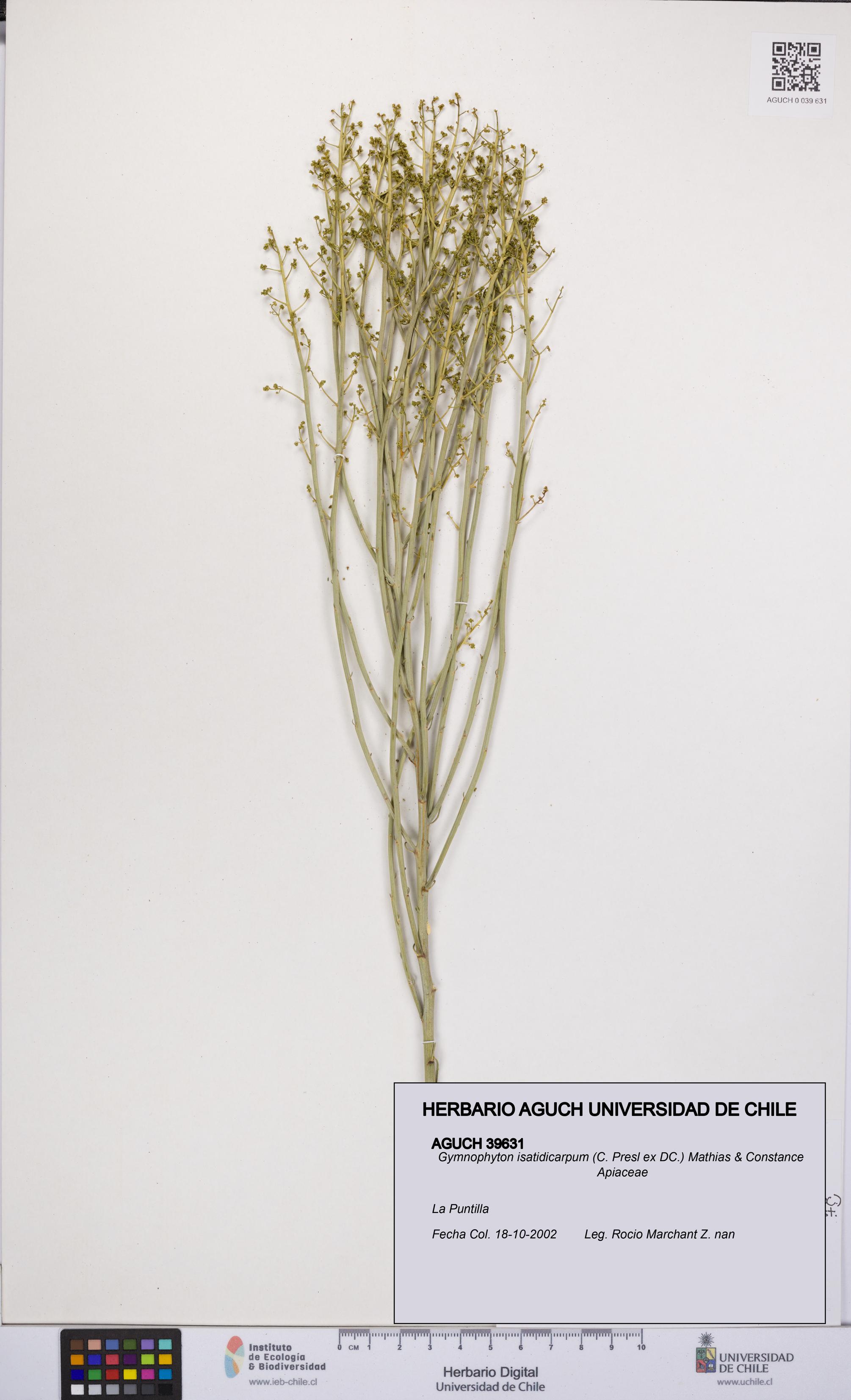 Gymnophyton isatidicarpum [Espécimen: UCH:AGUCH:0039631]