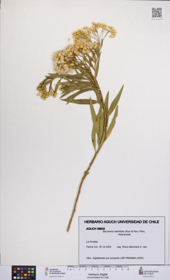 Baccharis salicifolia [Espécimen: UCH:AGUCH:0039633]