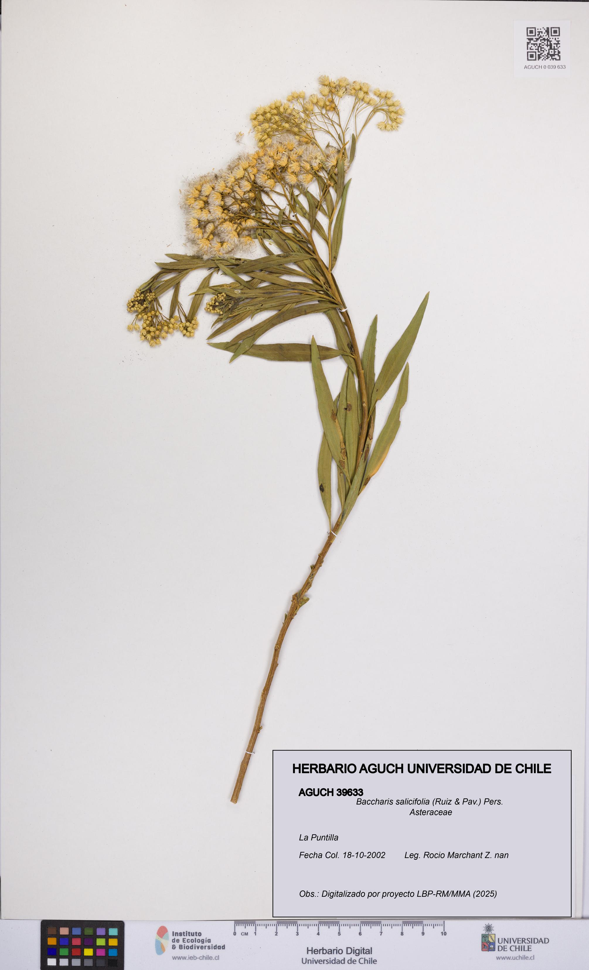 Baccharis salicifolia [Espécimen: UCH:AGUCH:0039633]
