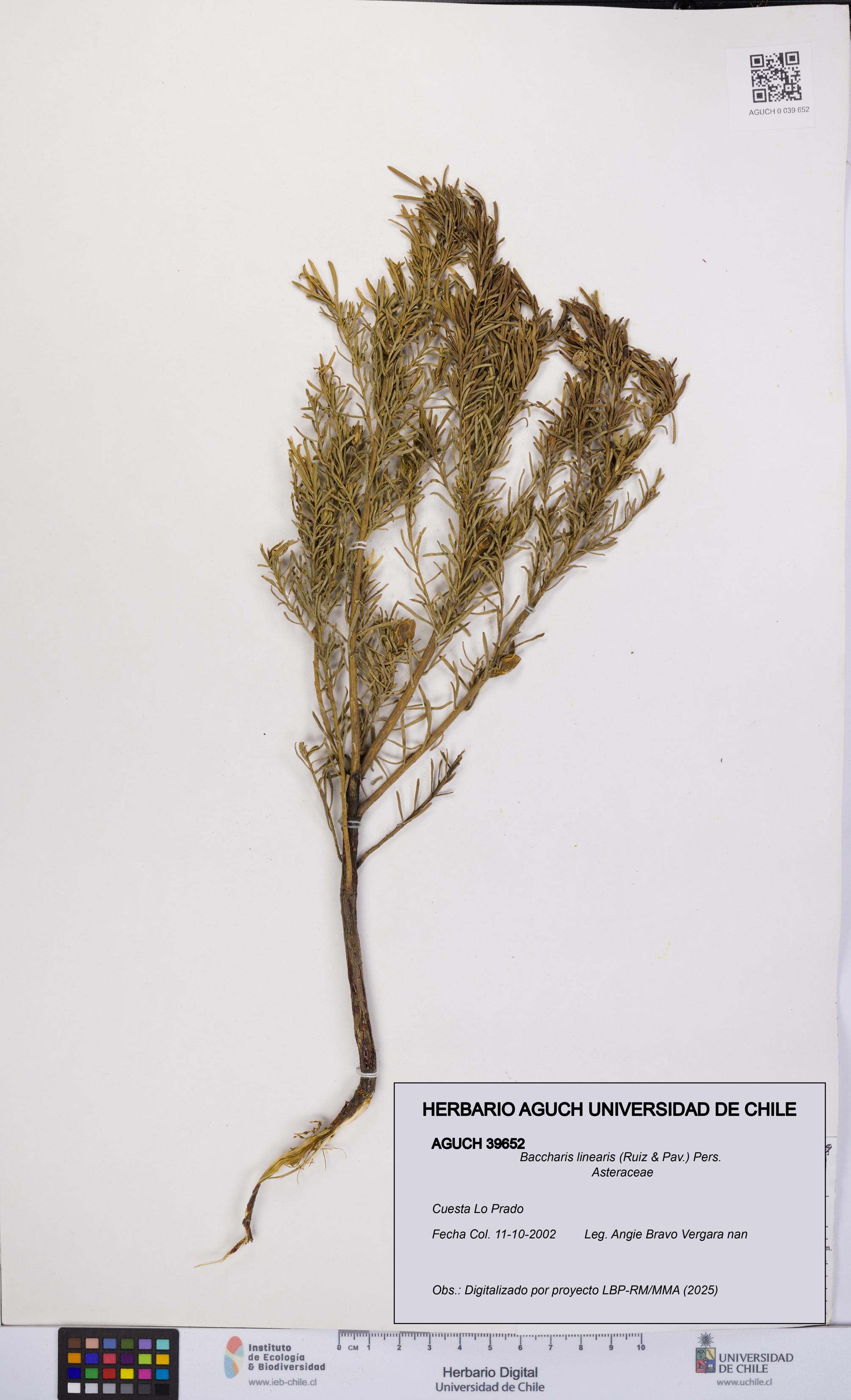 Baccharis linearis [Espécimen: UCH:AGUCH:0039652]