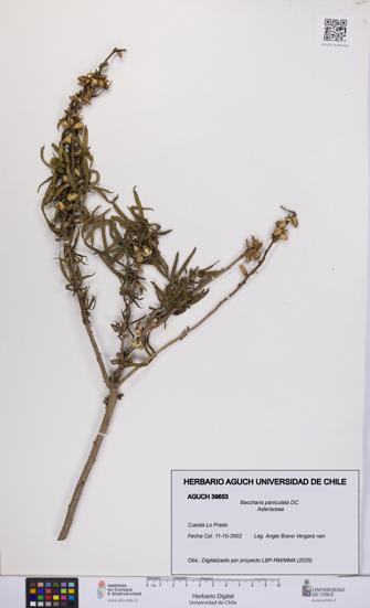 Baccharis paniculata [Espécimen: UCH:AGUCH:0039653]