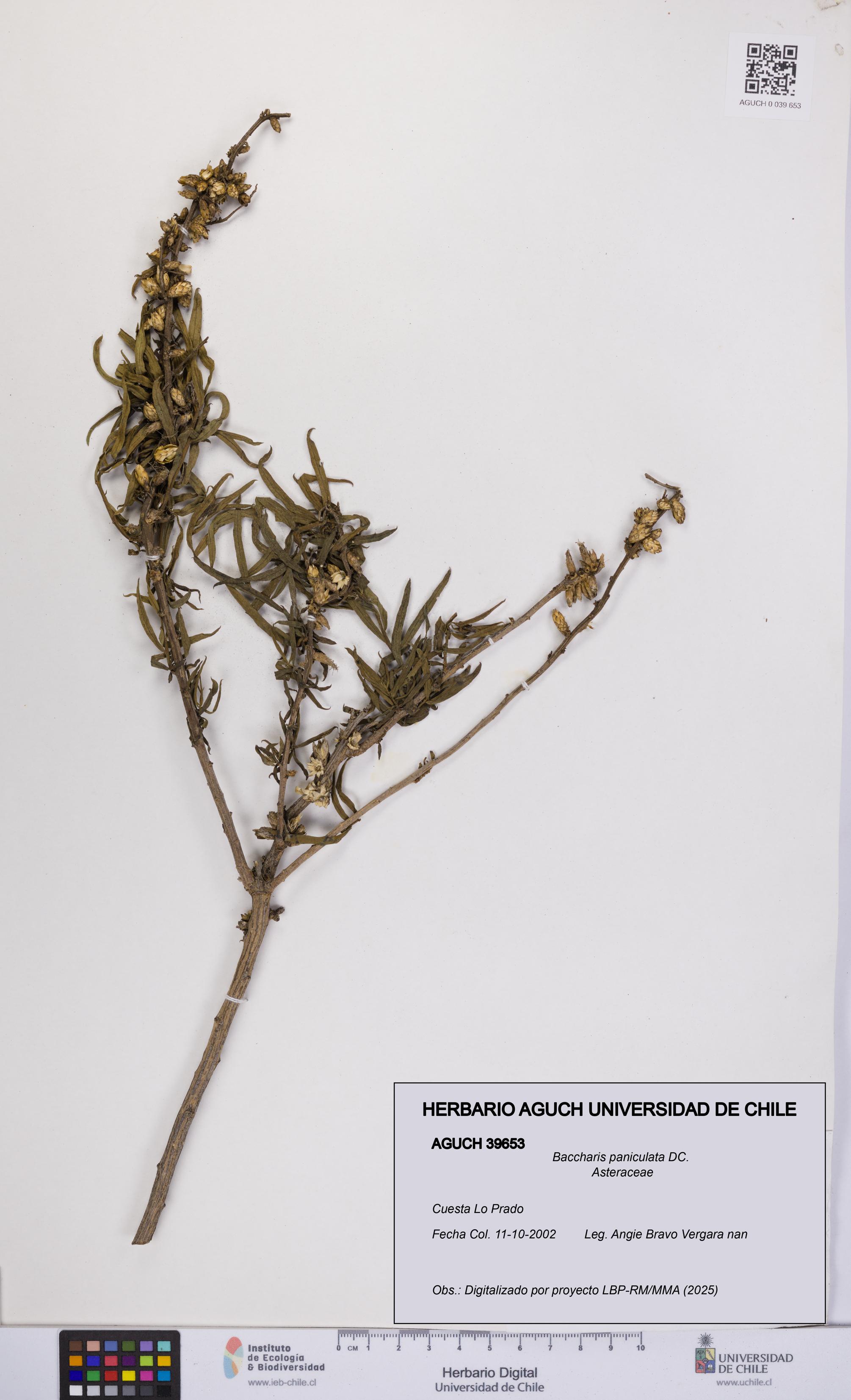 Baccharis paniculata [Espécimen: UCH:AGUCH:0039653]