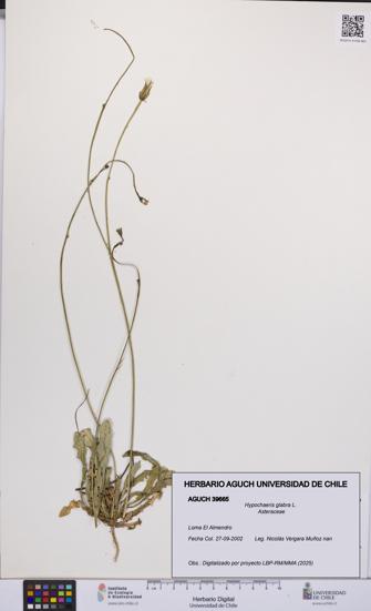 Hypochaeris glabra [Espécimen: UCH:AGUCH:0039665]