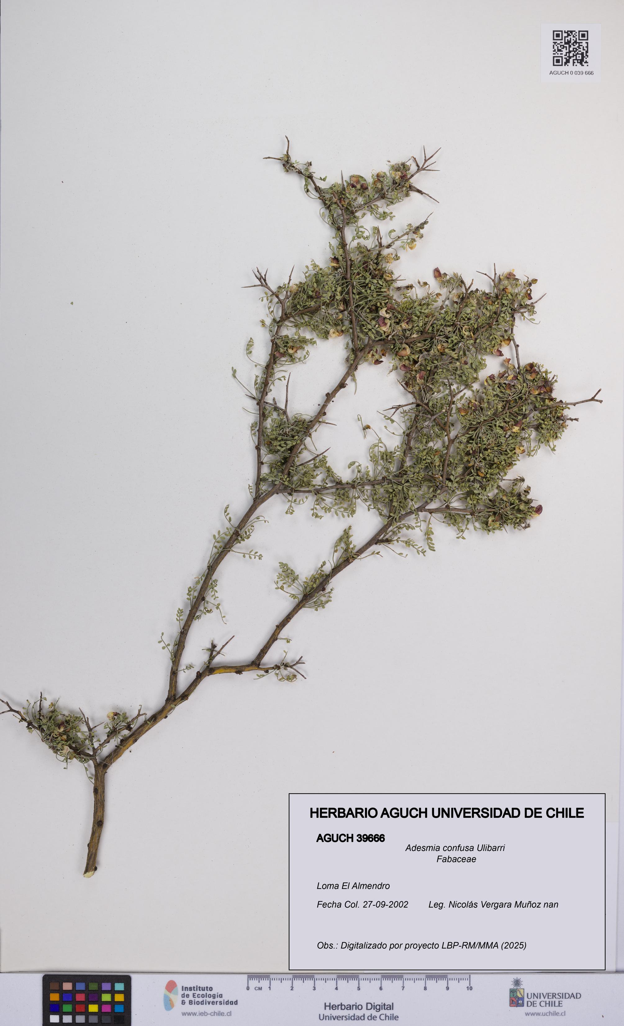 Adesmia confusa [Espécimen: UCH:AGUCH:0039666]