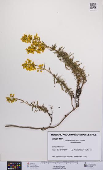Calceolaria thyrsiflora [Espécimen: UCH:AGUCH:0039671]
