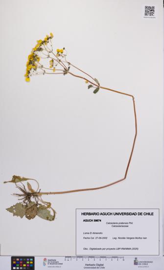 Calceolaria pratensis [Espécimen: UCH:AGUCH:0039674]