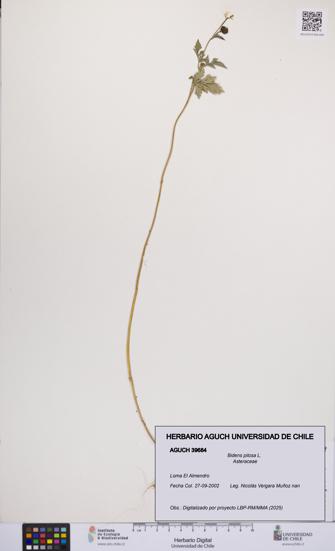 Bidens pilosa [Espécimen: UCH:AGUCH:0039684]