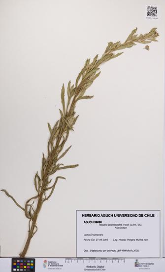 Tessaria absinthioides [Espécimen: UCH:AGUCH:0039690]